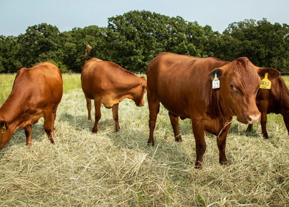 South Poll Cattle Adapting to Extreme Environments and Their Impact on
