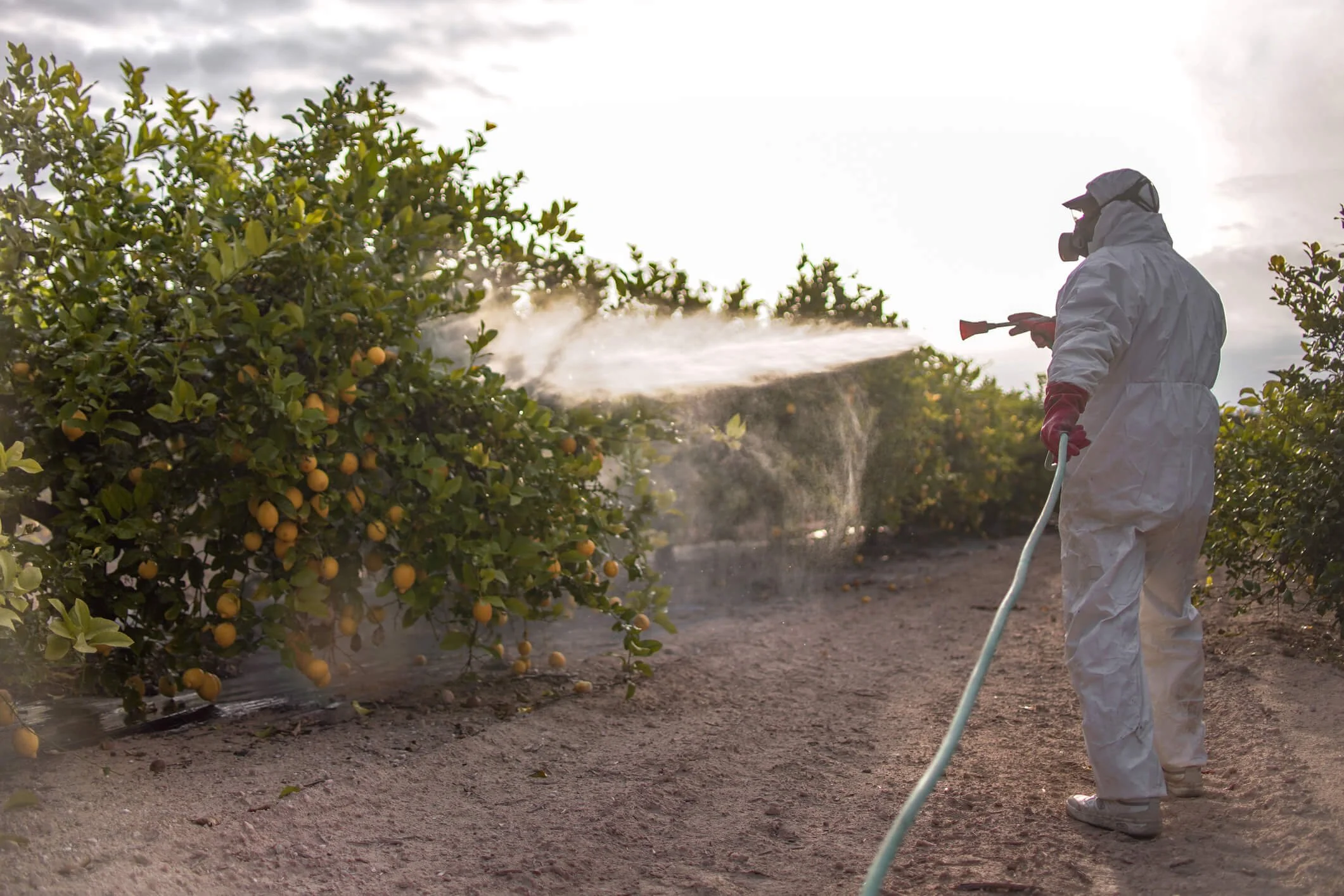 Pesticides on Fruits and Veggies: Understanding the Risks and Realities