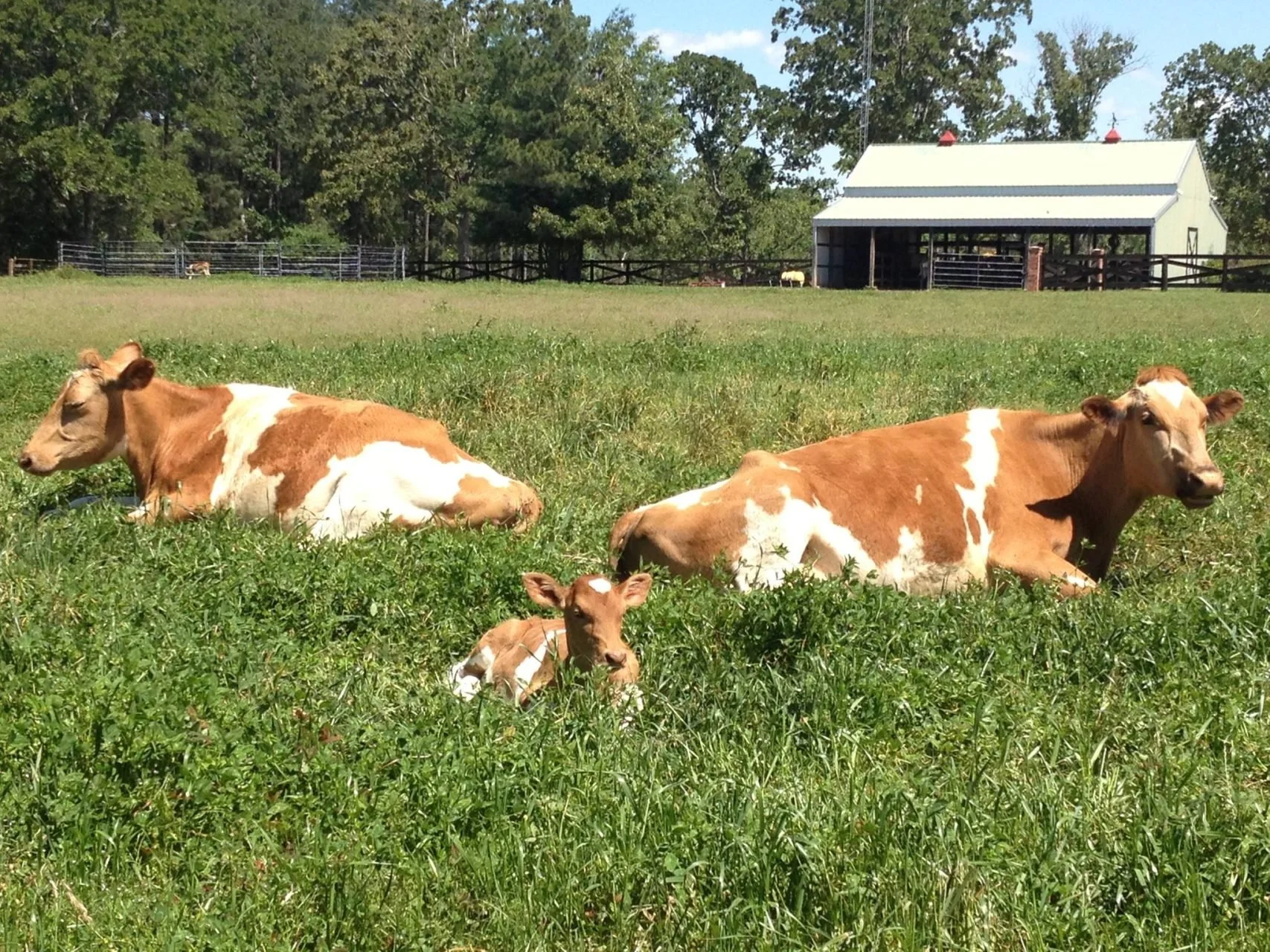 Discovering 5 Texas Raw Milk Dairy Farms Offering HormoneFree Milk
