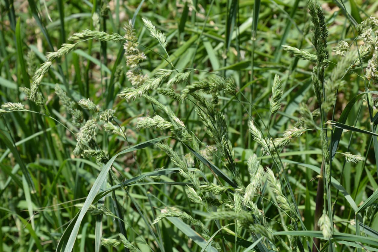 Texas & Beyond The Best Pasture Grasses in the Region