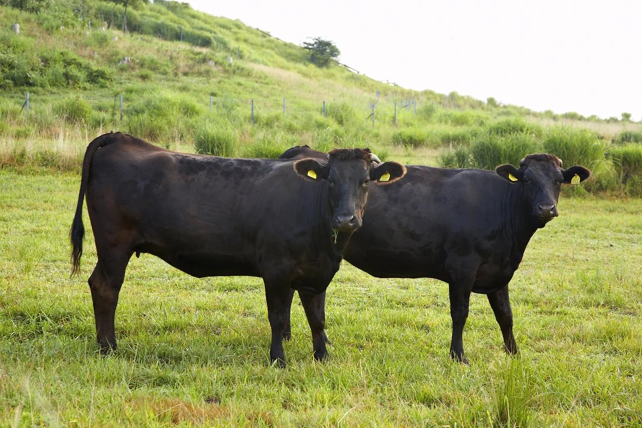 What’s Wagyu Beef