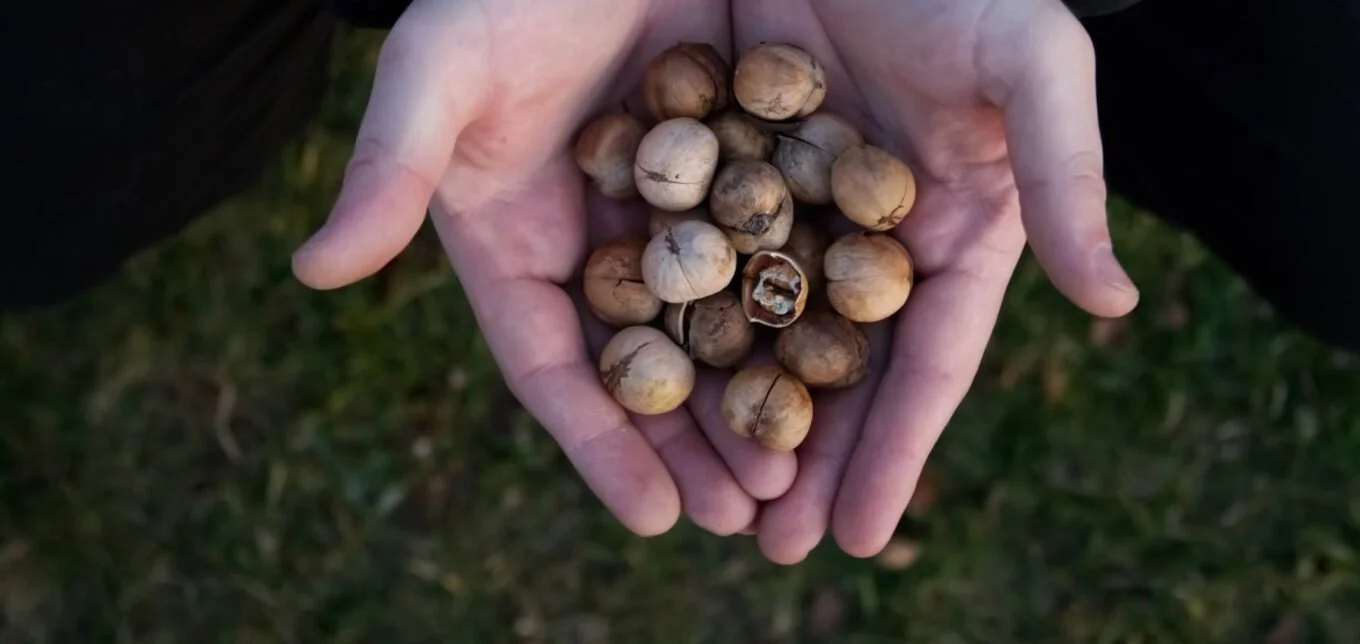 Texas Treasure Hunt: A Guide to Identifying & Foraging Nutritious Nuts ...