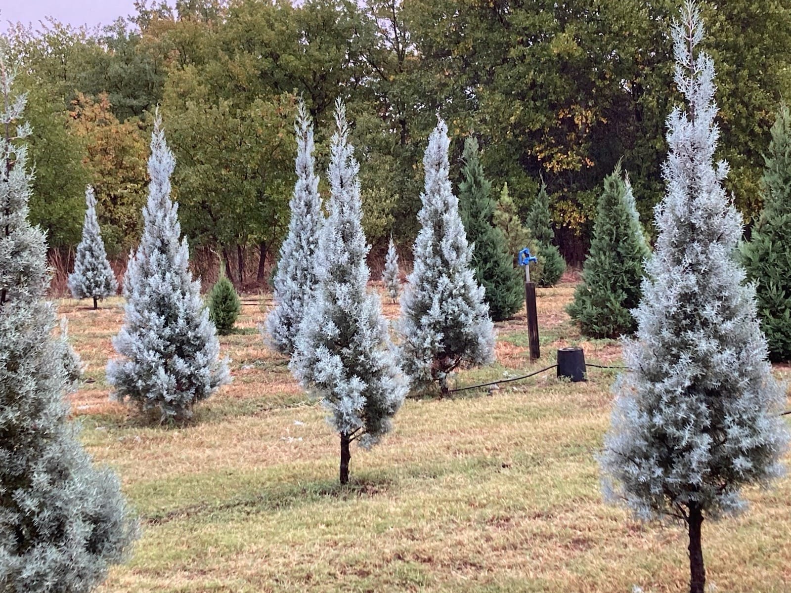 10 Best Christmas Tree Farms in Texas A Guide for the Holidays