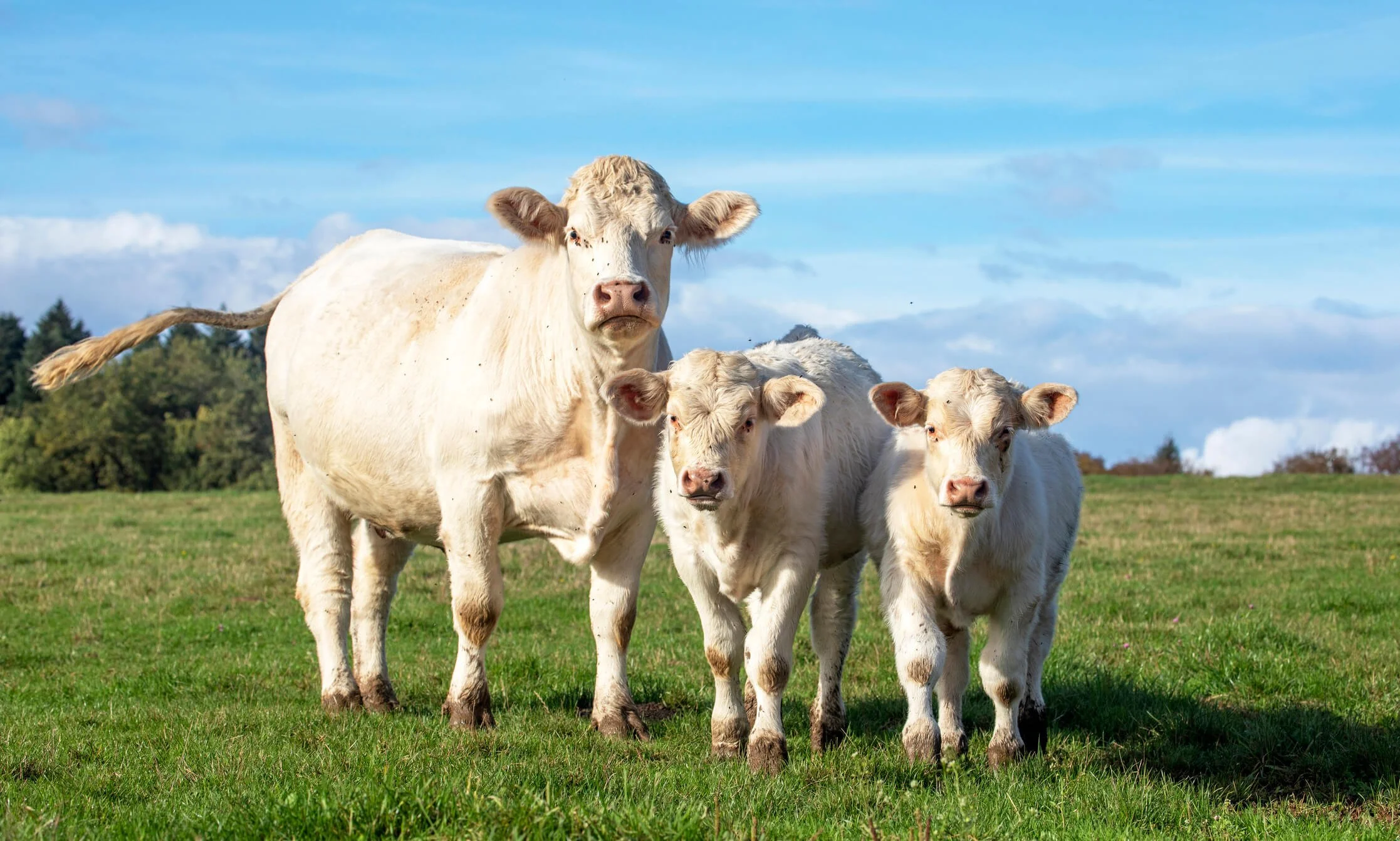 Charolais Cattle Essential Facts and Breed Information