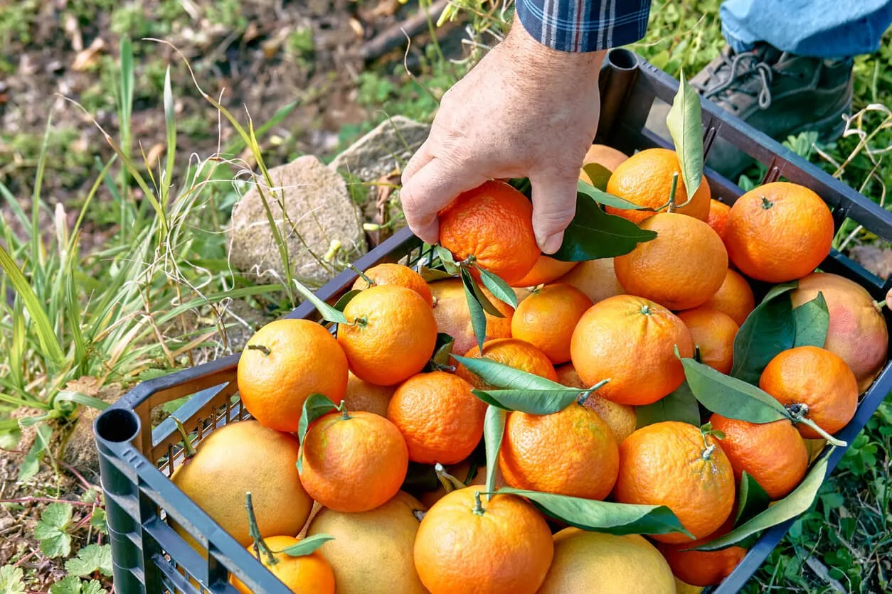 Your Guide to Winter Oranges in Texas Lower Rio Grande Valley