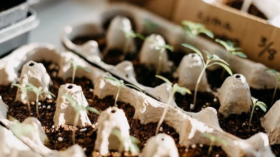 Make Most Out of Planting Season by Starting Seedlings Indoors