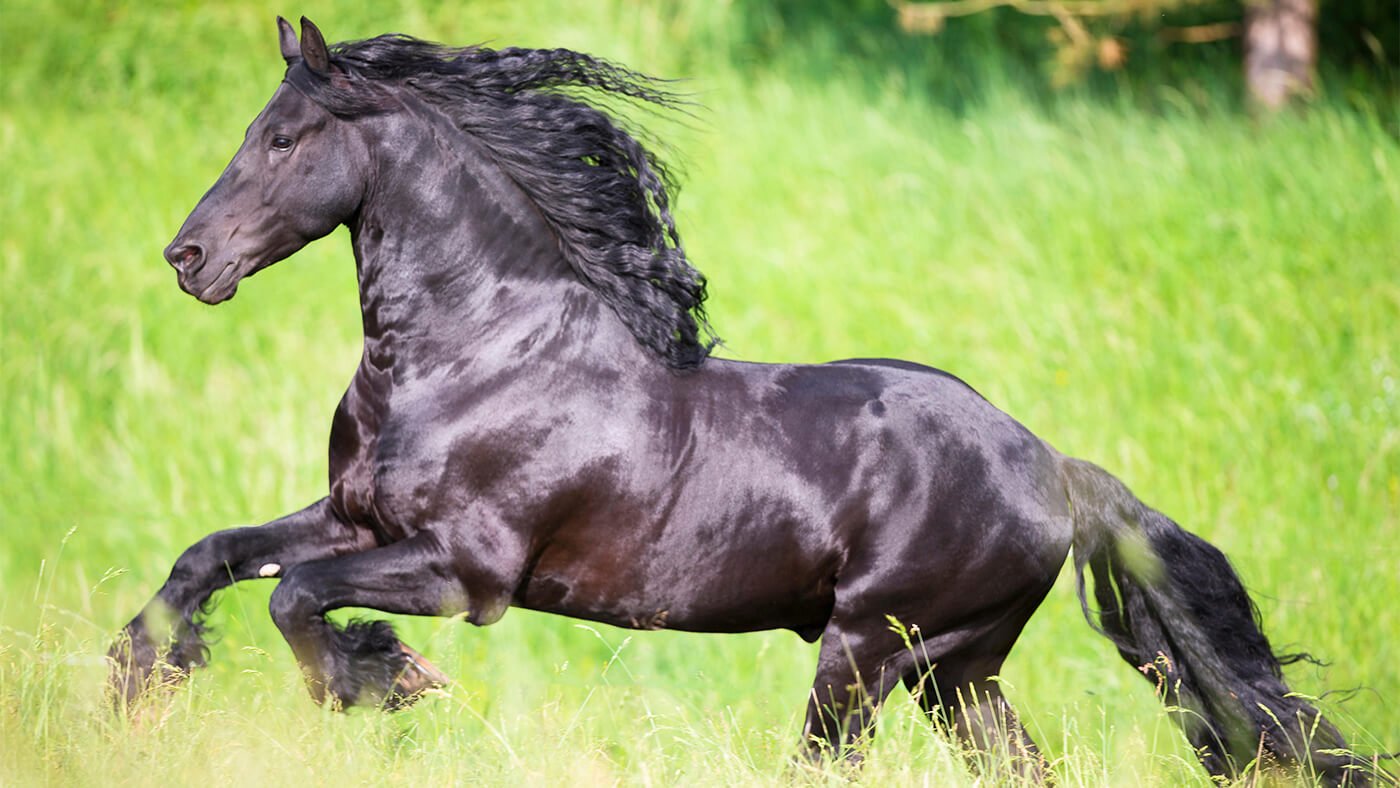 Different Draft Horse Breeds: Strength, Stamina, and Legacy Unveiled