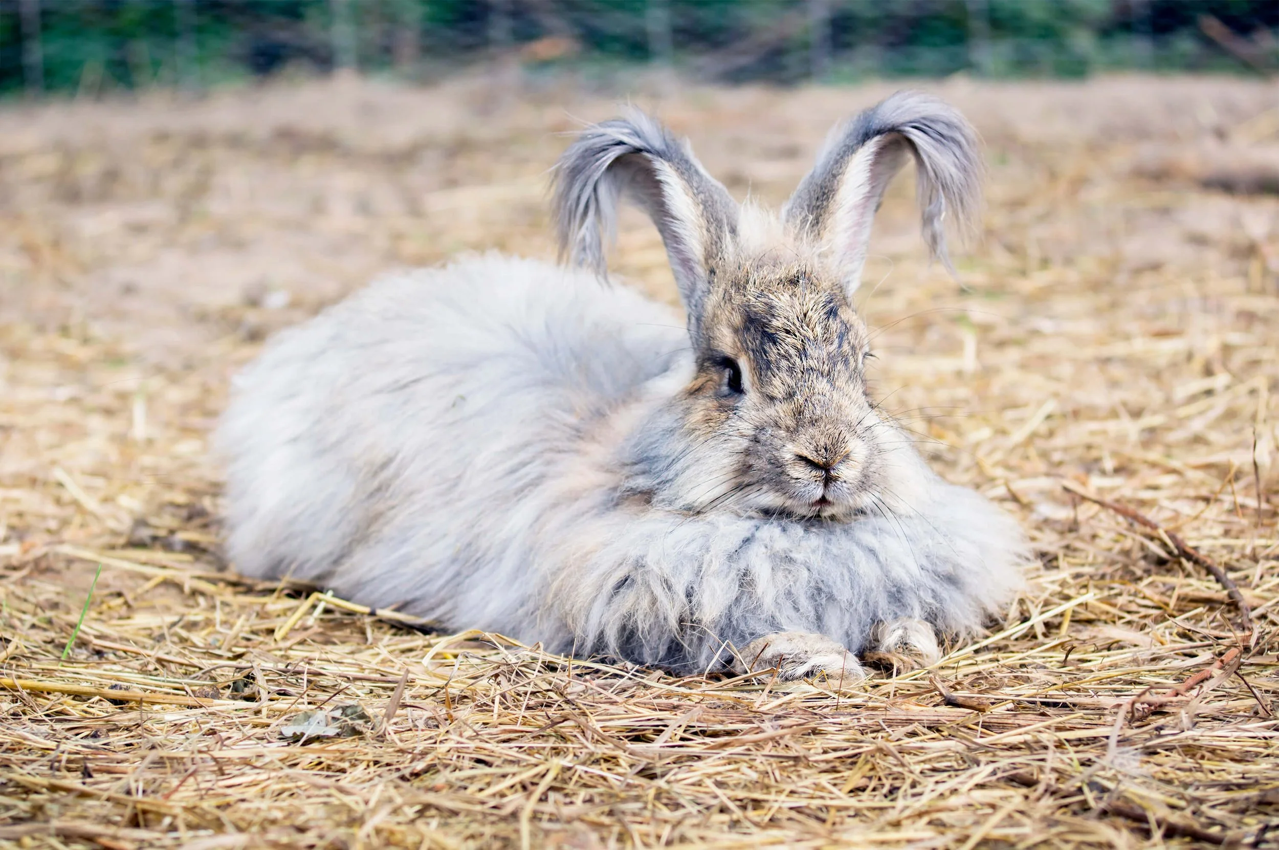 Angora Rabbits: A Detailed Introduction to the Furry Delight