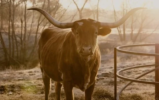 Texas Ranches Specializing in Longhorn Beef