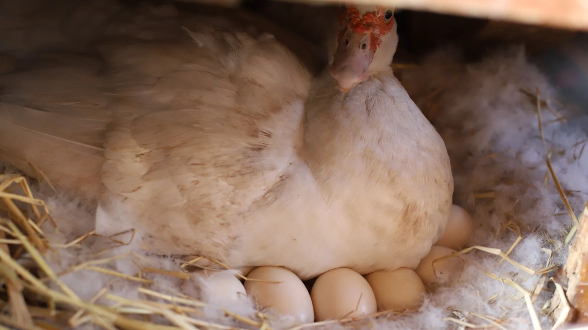 Eggstraordinary Flocks Top EggLaying Duck Breeds for Homesteading