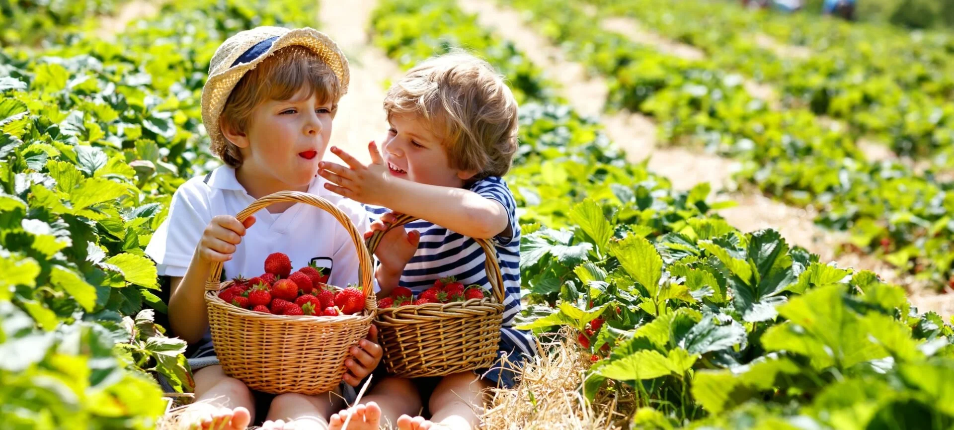 7 Texan Strawberry Farms to Visit This Spring 2023!