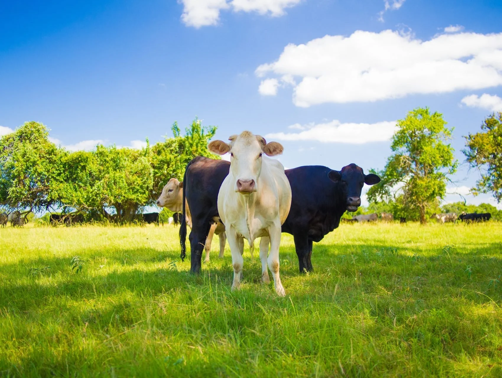 The Benefits of Grass-Fed Beef