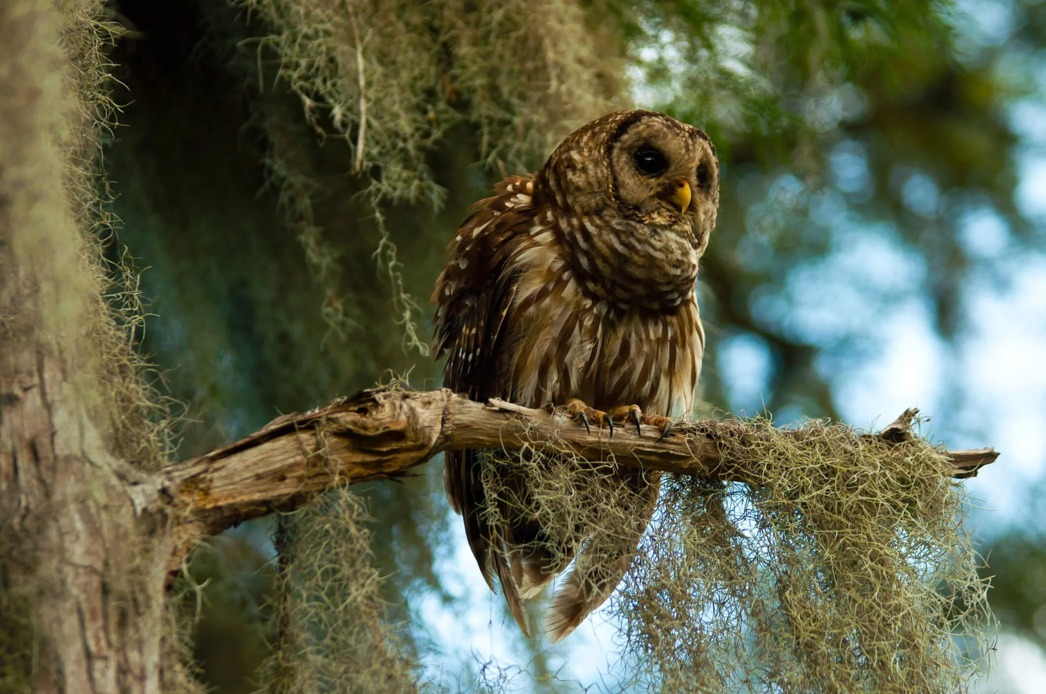 Attracting Owls to Your Yard Practical Tips