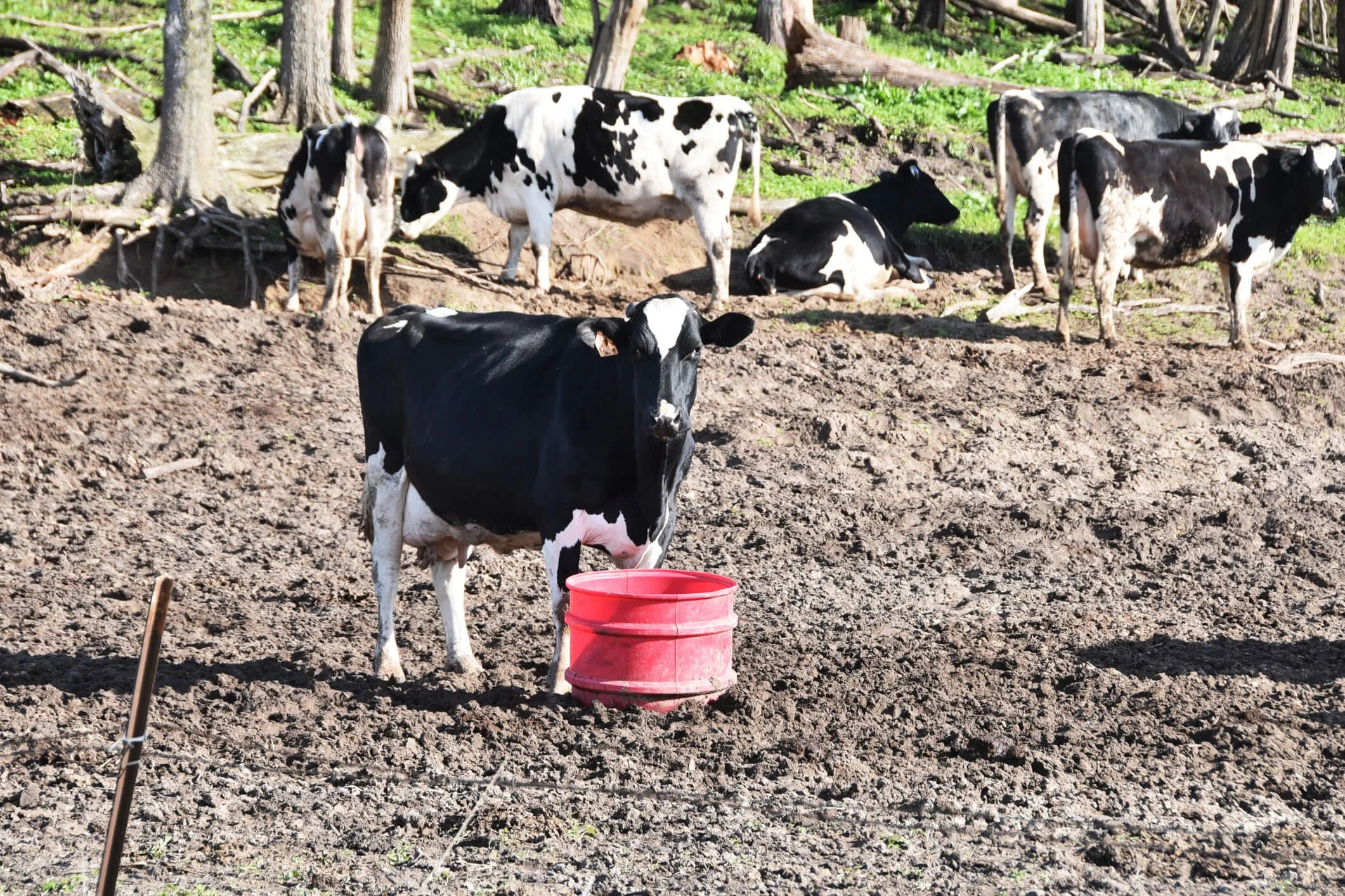 Creating an Optimal Cattle Pasture: Your Expert Guide