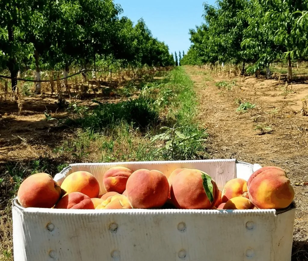 5 Apple Farms and Orchards In Texas For Your Fall Treats Get Your