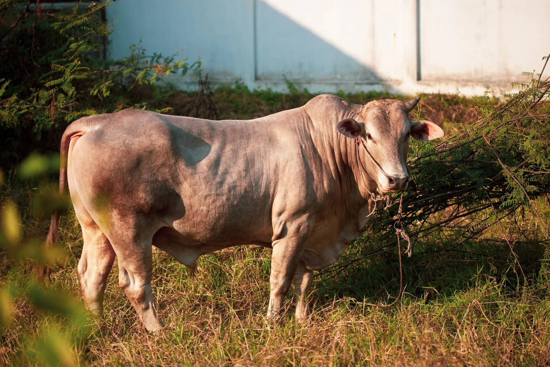 Mini Beefmaster Beefmaster Cattle: Key Insights and Benefits for Efficient Farming