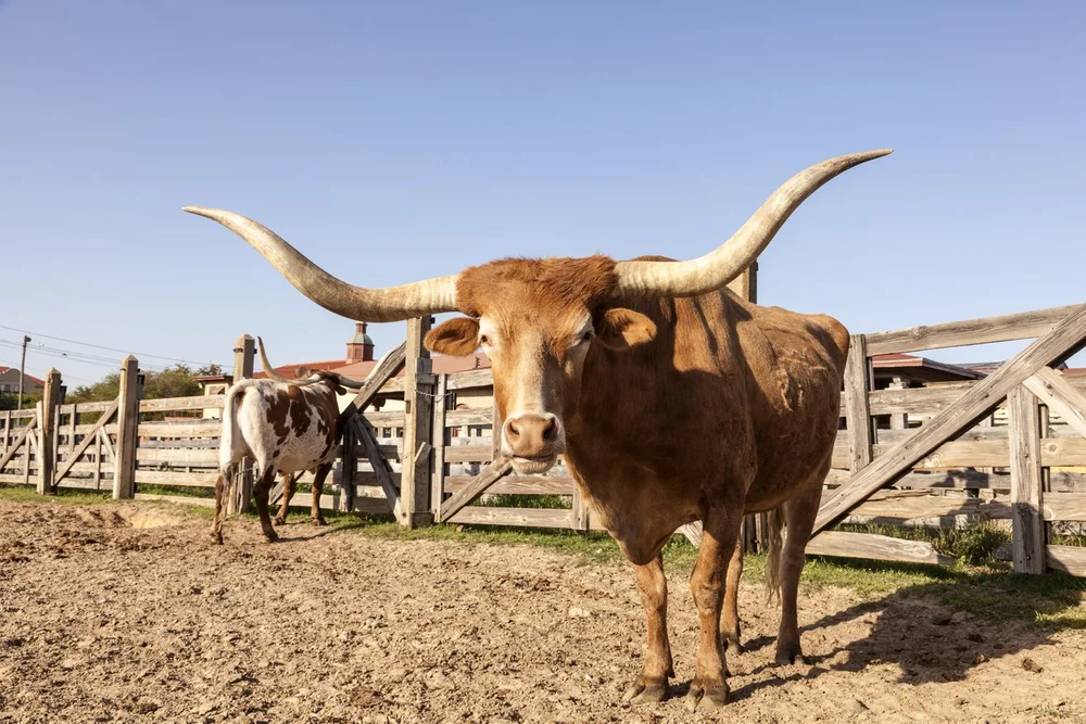 How to Start a Cattle Farm