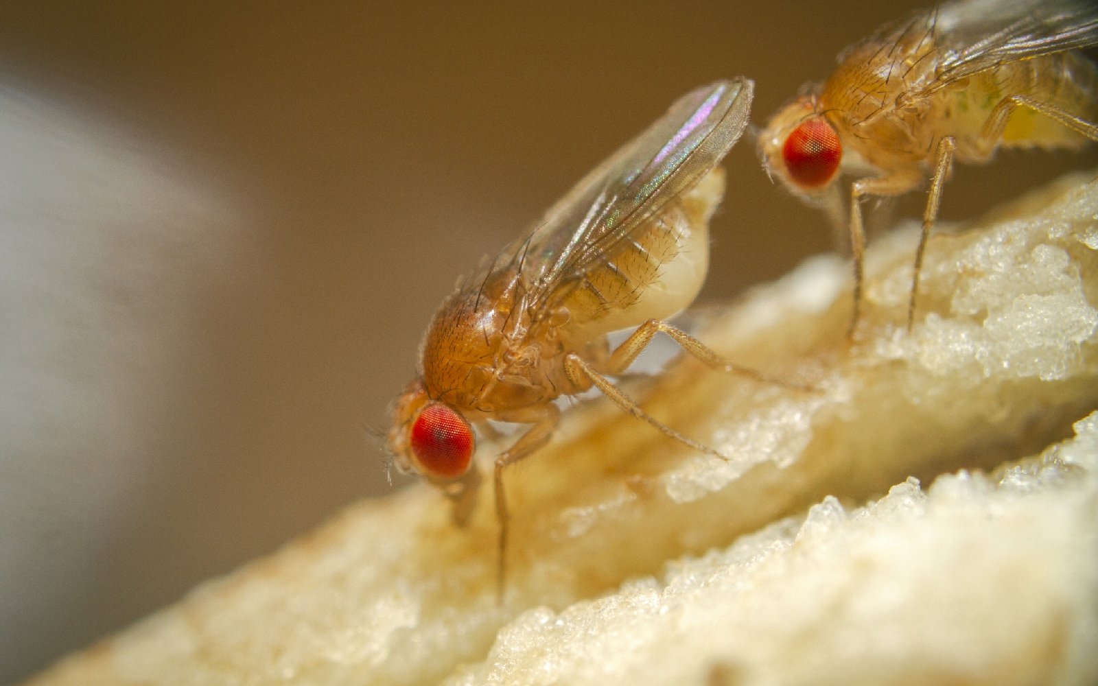 How to Get Rid of Gnats & Fruit Flies in the House NATURALLY ? 