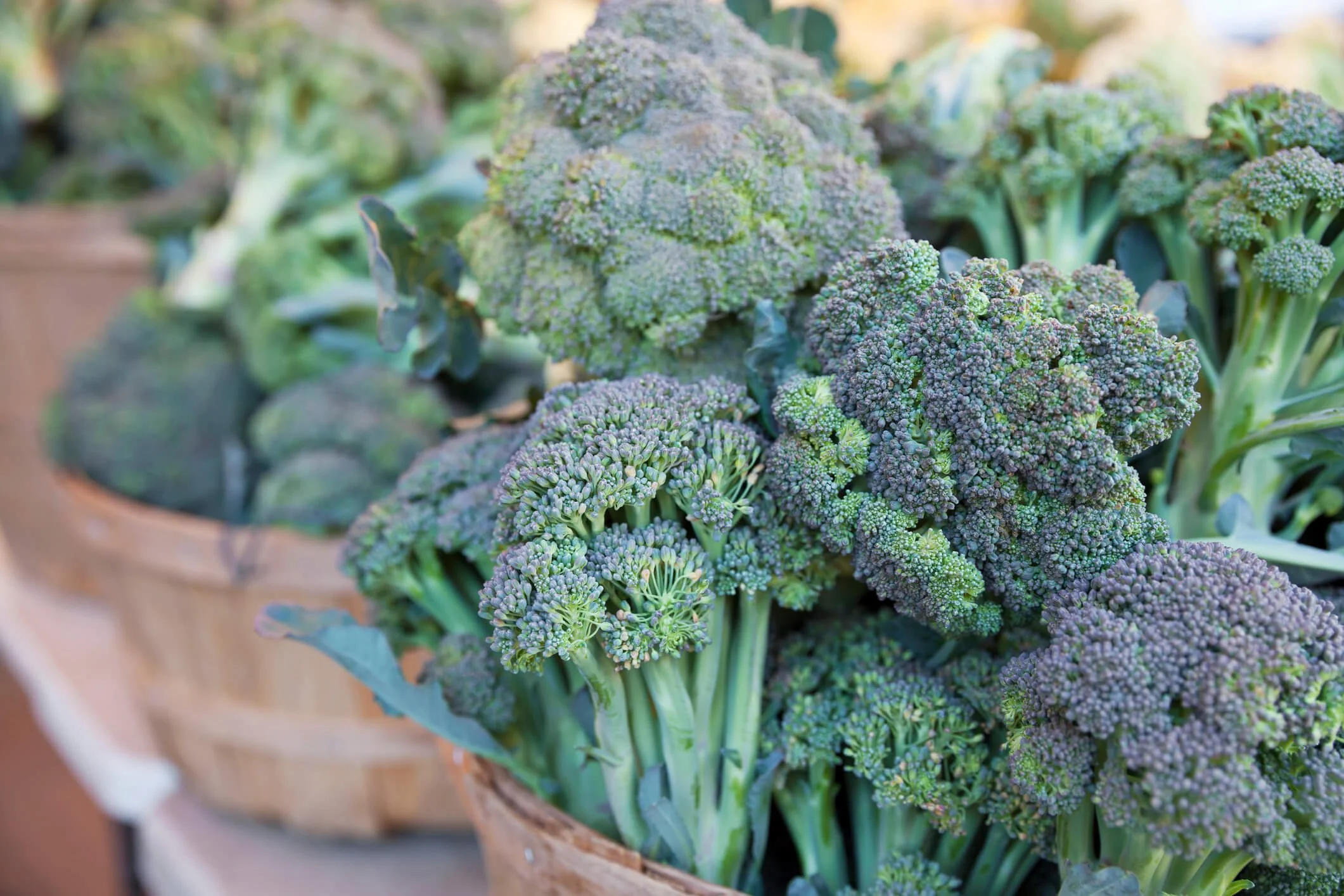 How to Grow Broccoli