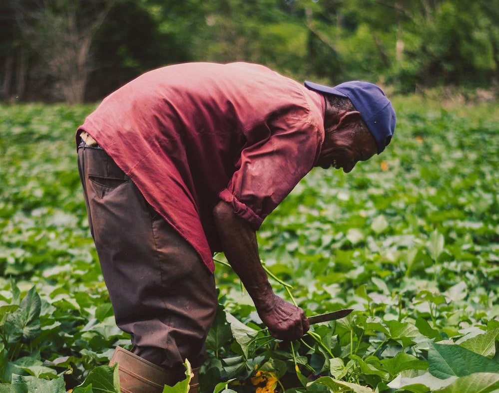 американский фермер. тарим ве орман. фермеры сша. саид фермер. Farmer перевод.