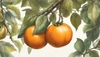 Persimmon Ripeness Guide: Tips for Identifying Ripe Persimmons