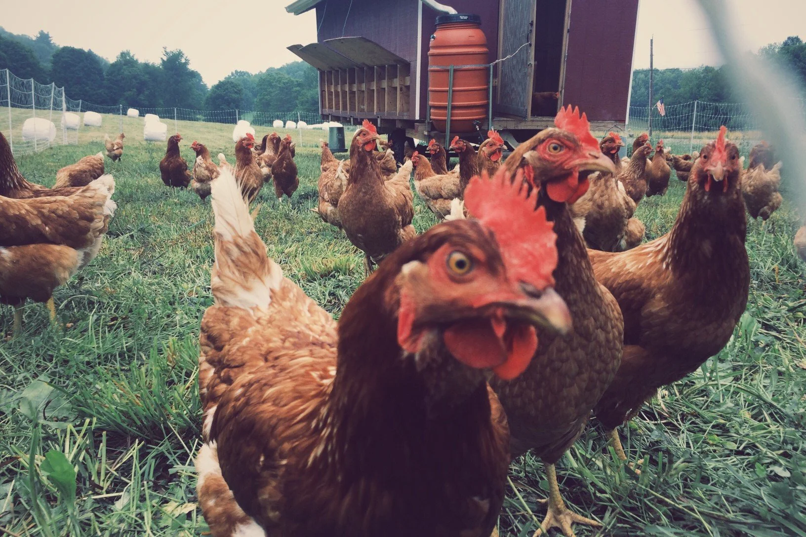 Food, Inc. Documentary: The Pioneer of Modern Agriculture Films