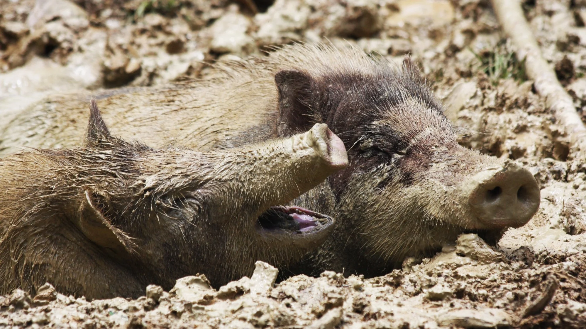 Pigs 101: Understanding Pig Sounds and Terminology