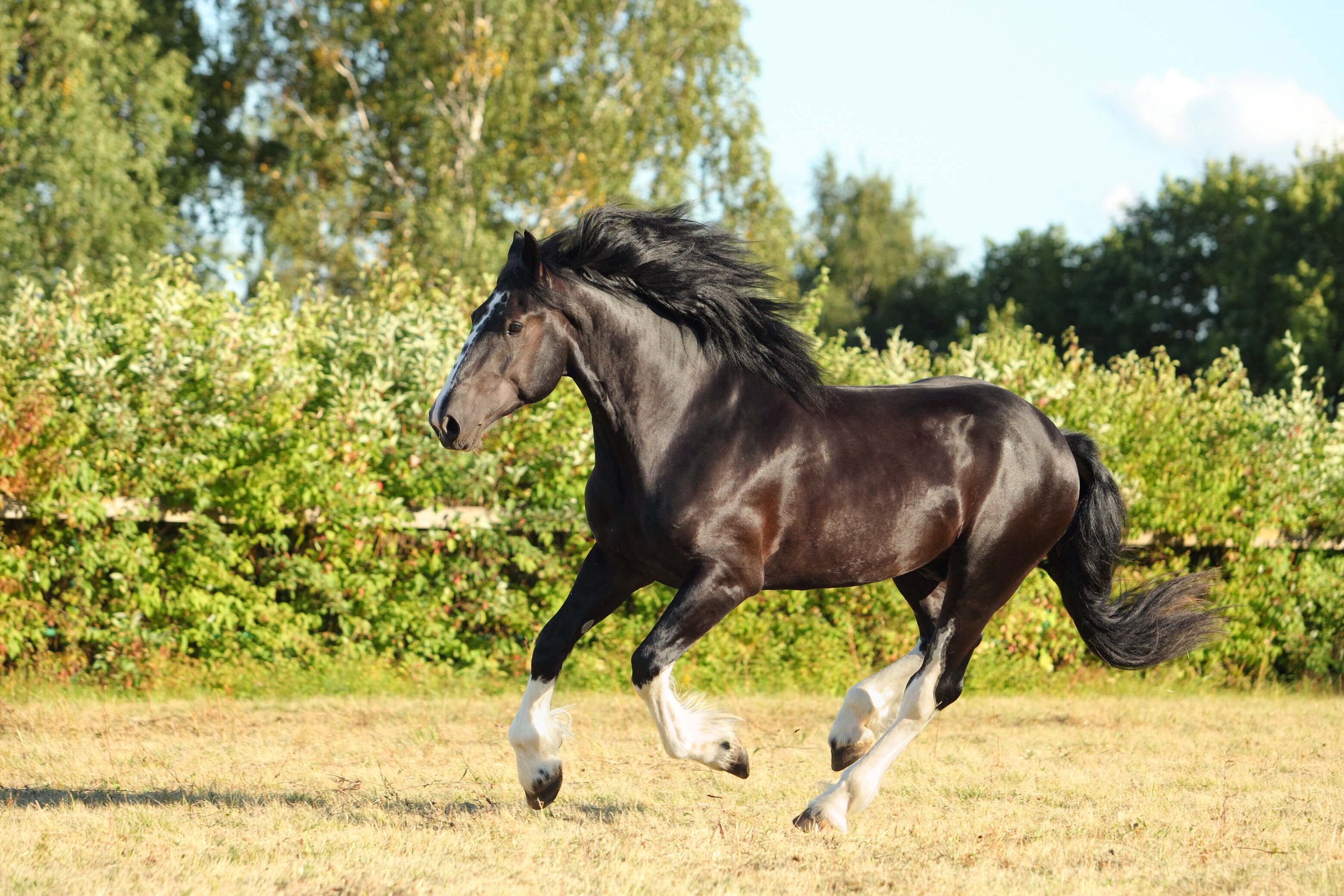 black ardennes horse