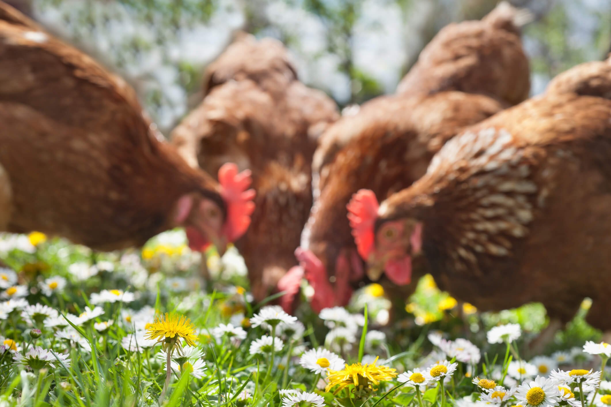 Feed Chickens Naturally For Free With Perennial Weeds | Save Money Now!