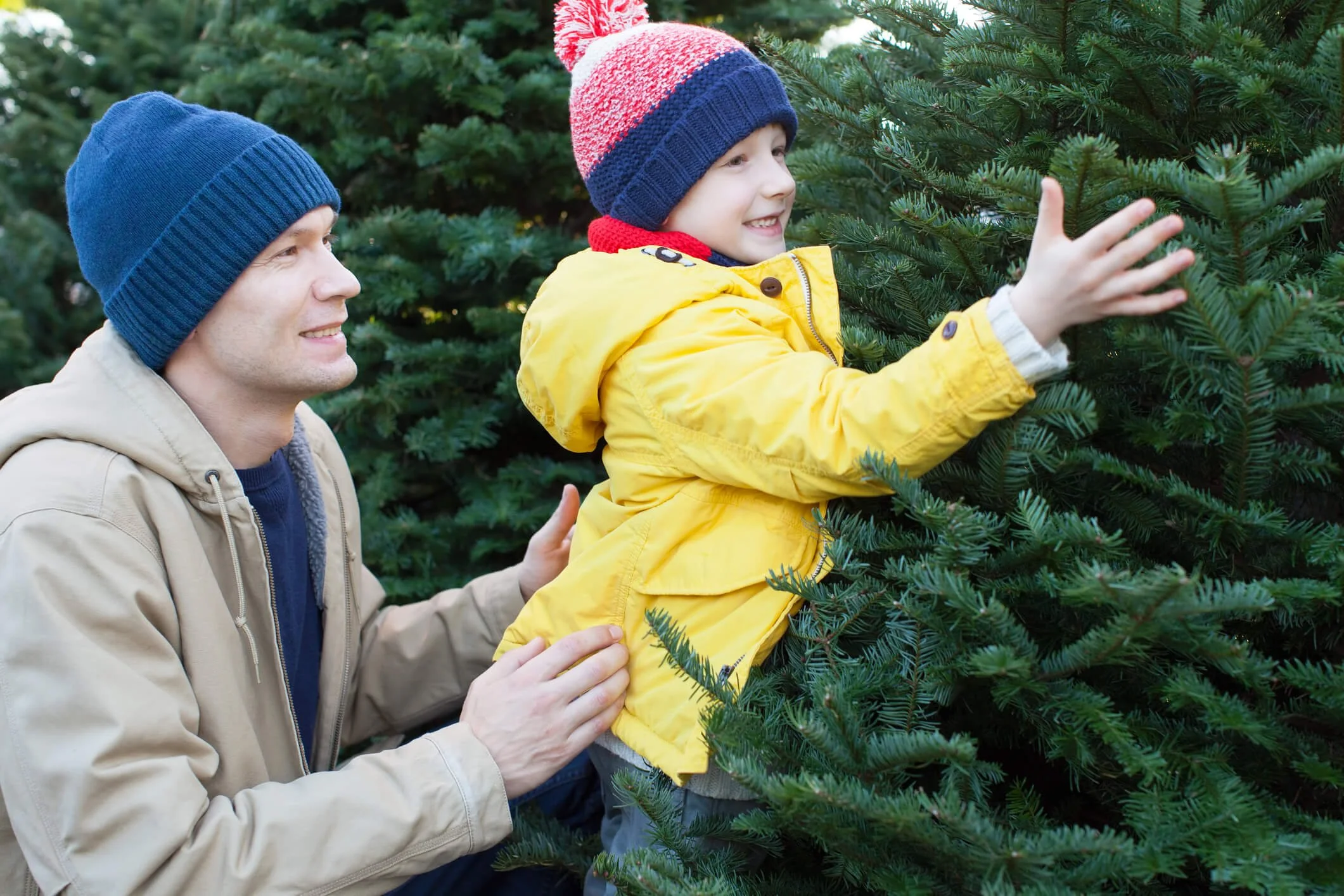 10 Best Christmas Tree Farms in Texas A Guide for the Holidays