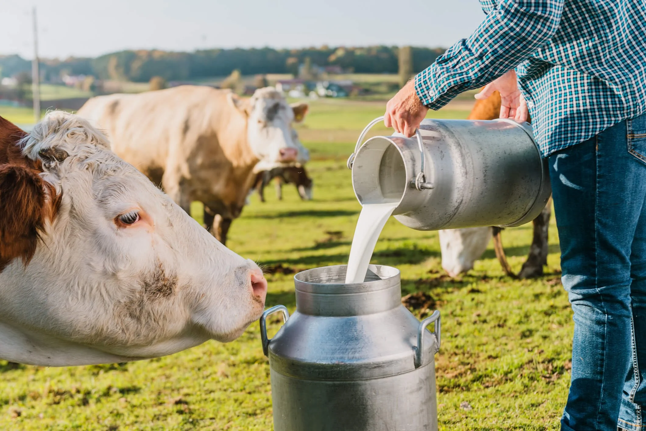 Raw Milk Utah A Comprehensive Guide Get the Facts!