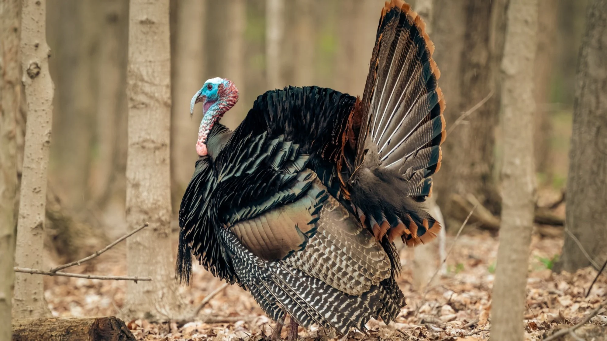 Gobble Guide Discovering the Best Turkey Breeds for Homesteading The