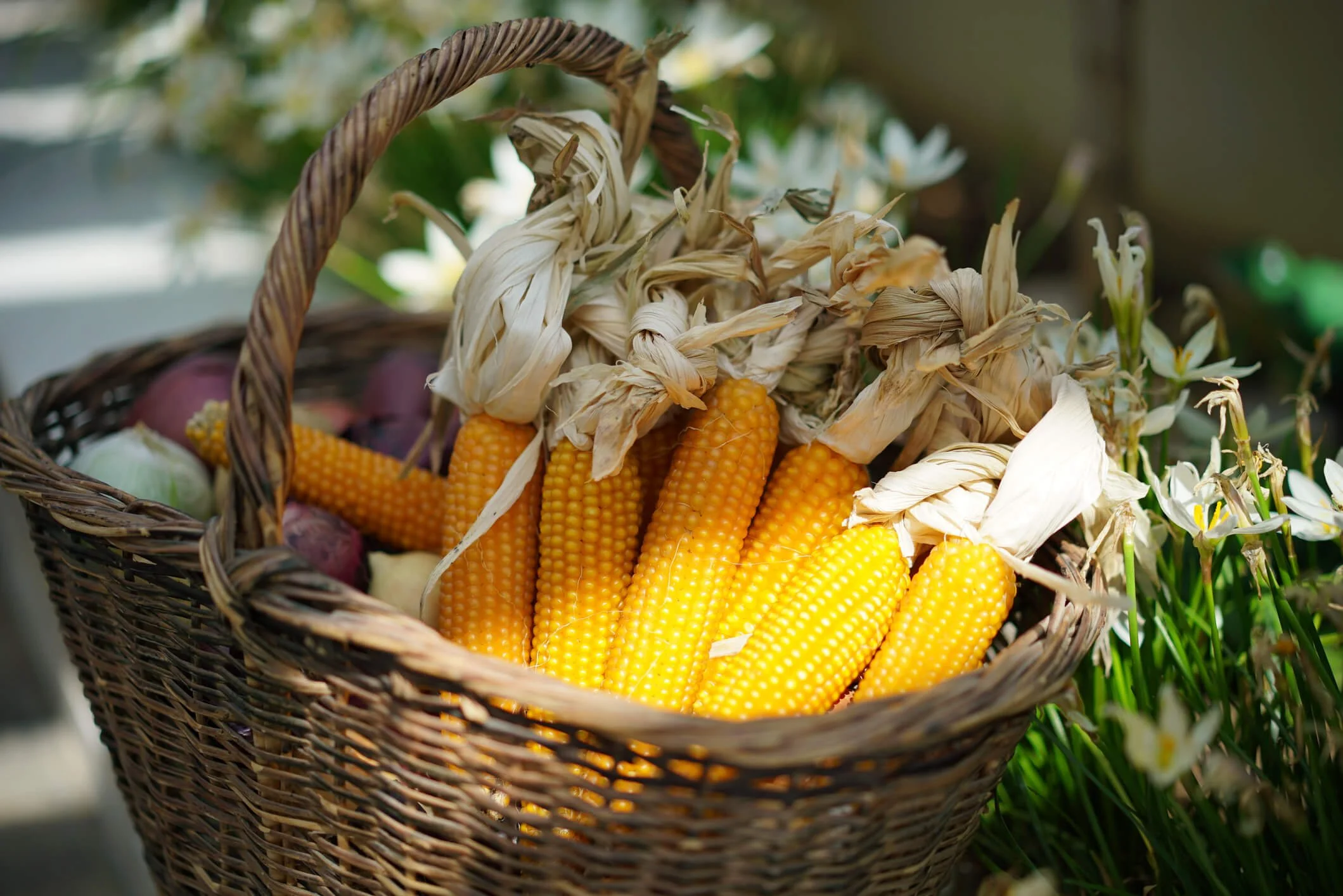 How to Dry Corn: Comprehensive Guide to Preserving Sweet Corn Kernels