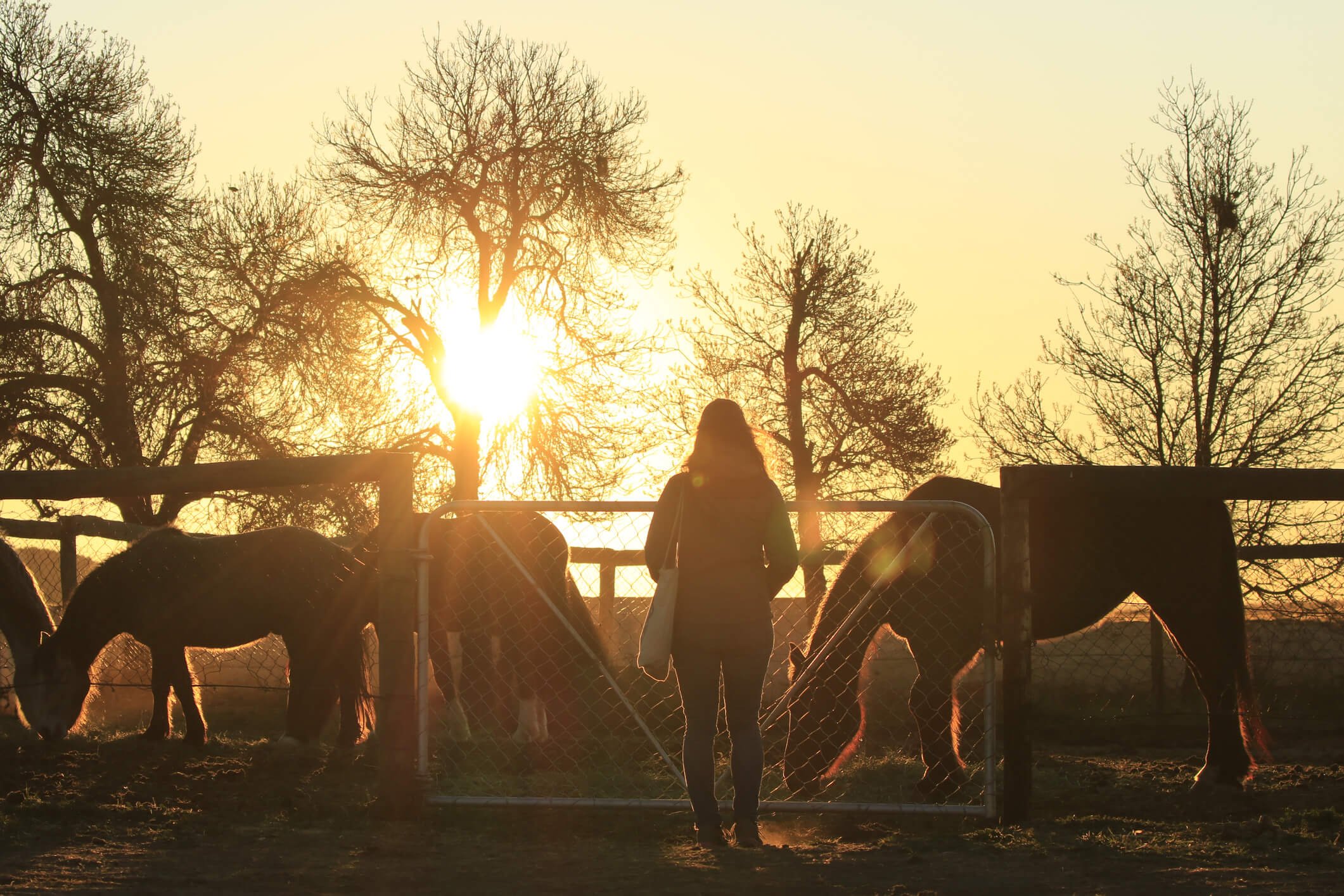 How to Start a Ranch in Texas The Texan Dream