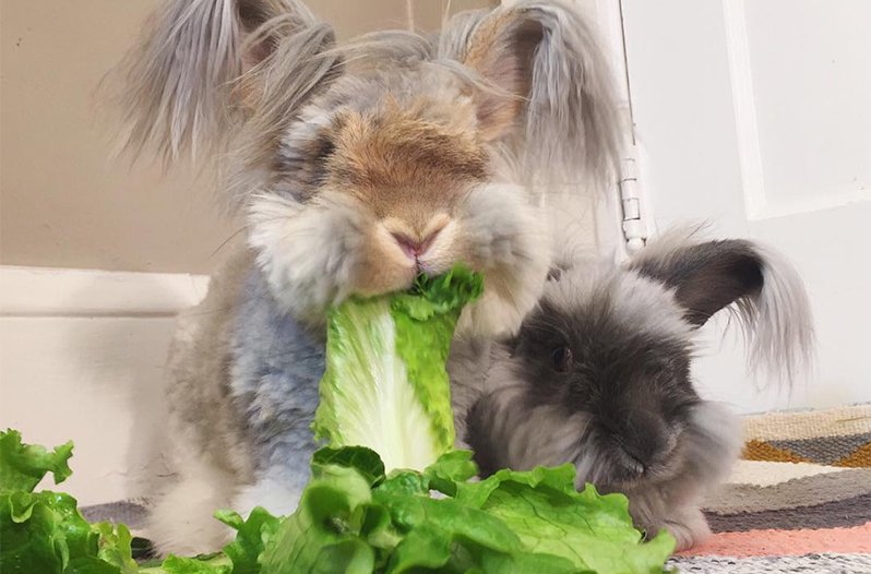 Angora Rabbits: A Detailed Introduction to the Furry Delight