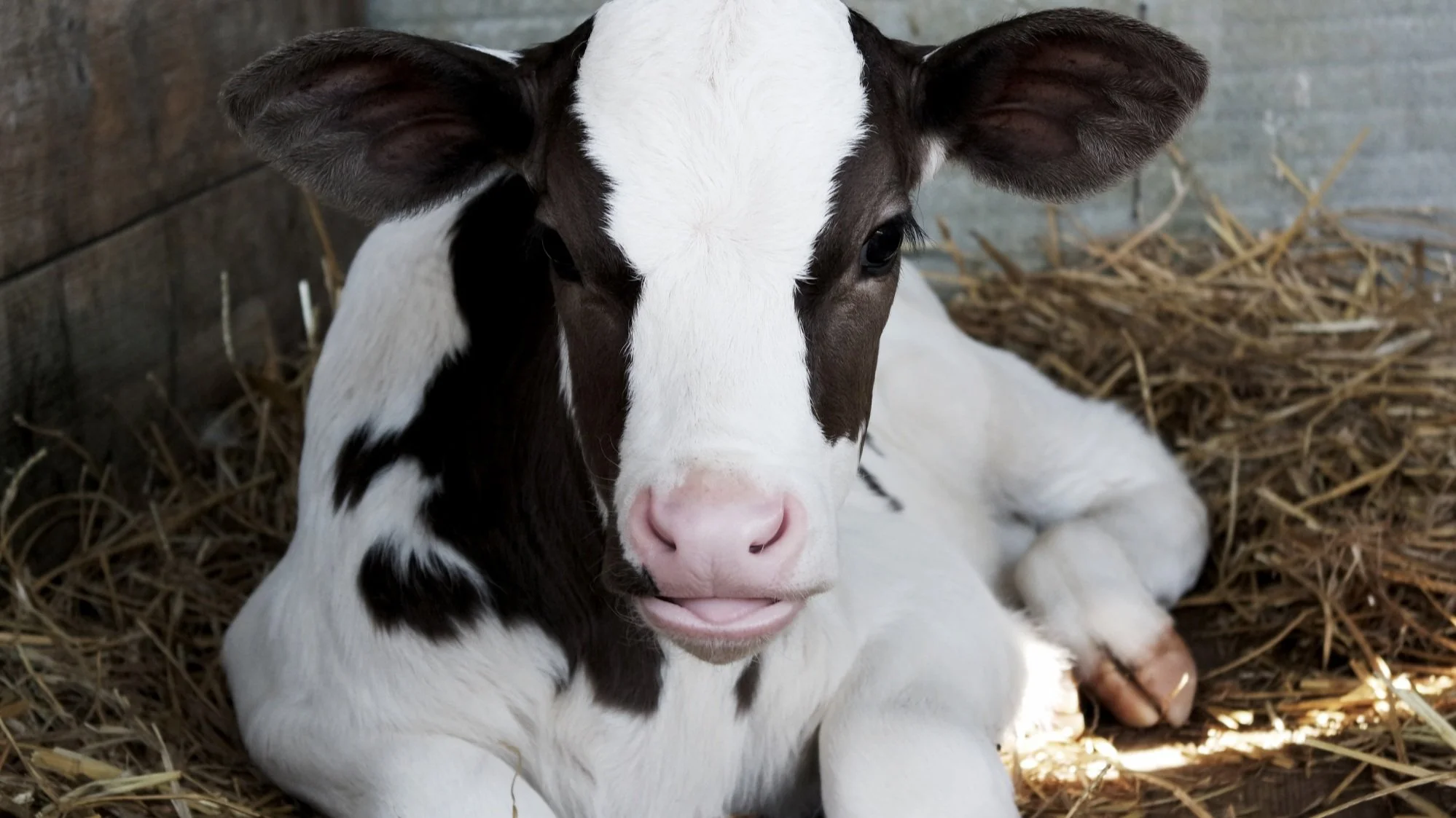 Raising Calves for Veal