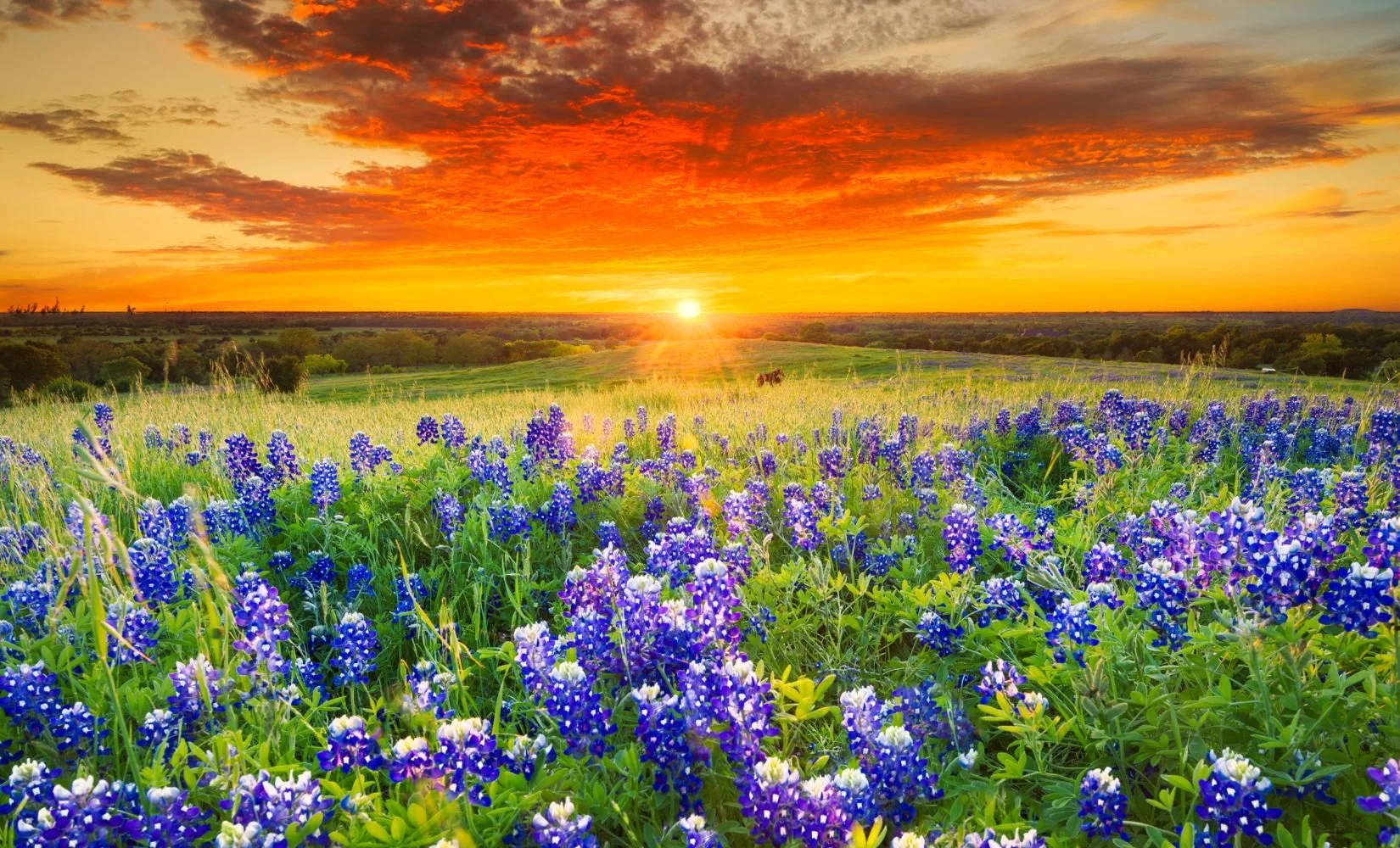 Places to Chill in Brenham after Bluebonnet Watching