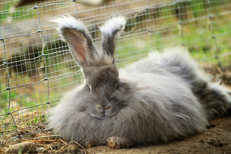Angora Rabbits: A Detailed Introduction to the Furry Delight
