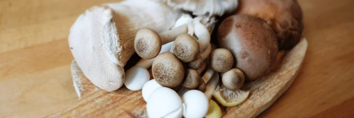 10 Best Mushroom Farms Across Texas