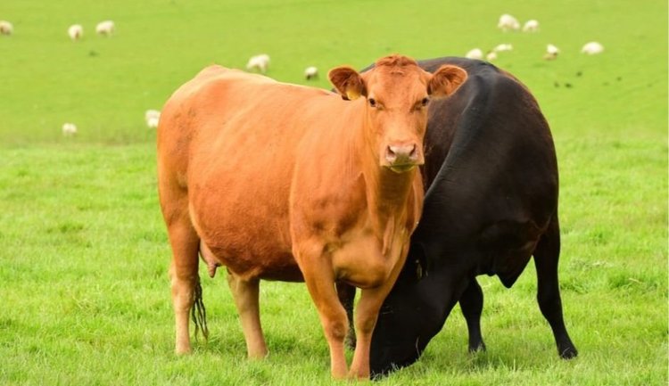 Explore 10 of the Biggest Ranches in Texas | Come Visit Texas