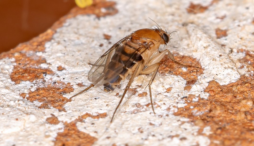 The Tiny Invaders – How to Get Rid of Gnats - Pest'R Us Exterminating