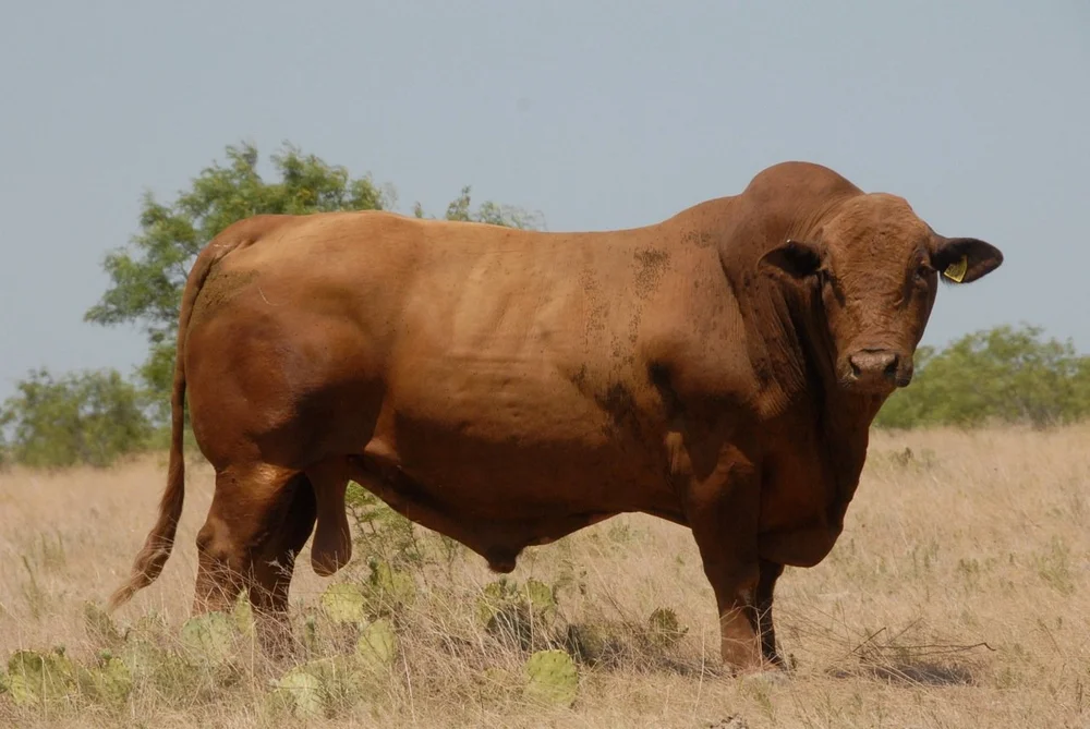 Beefmaster Cattle Key Insights and Benefits for Efficient Farming
