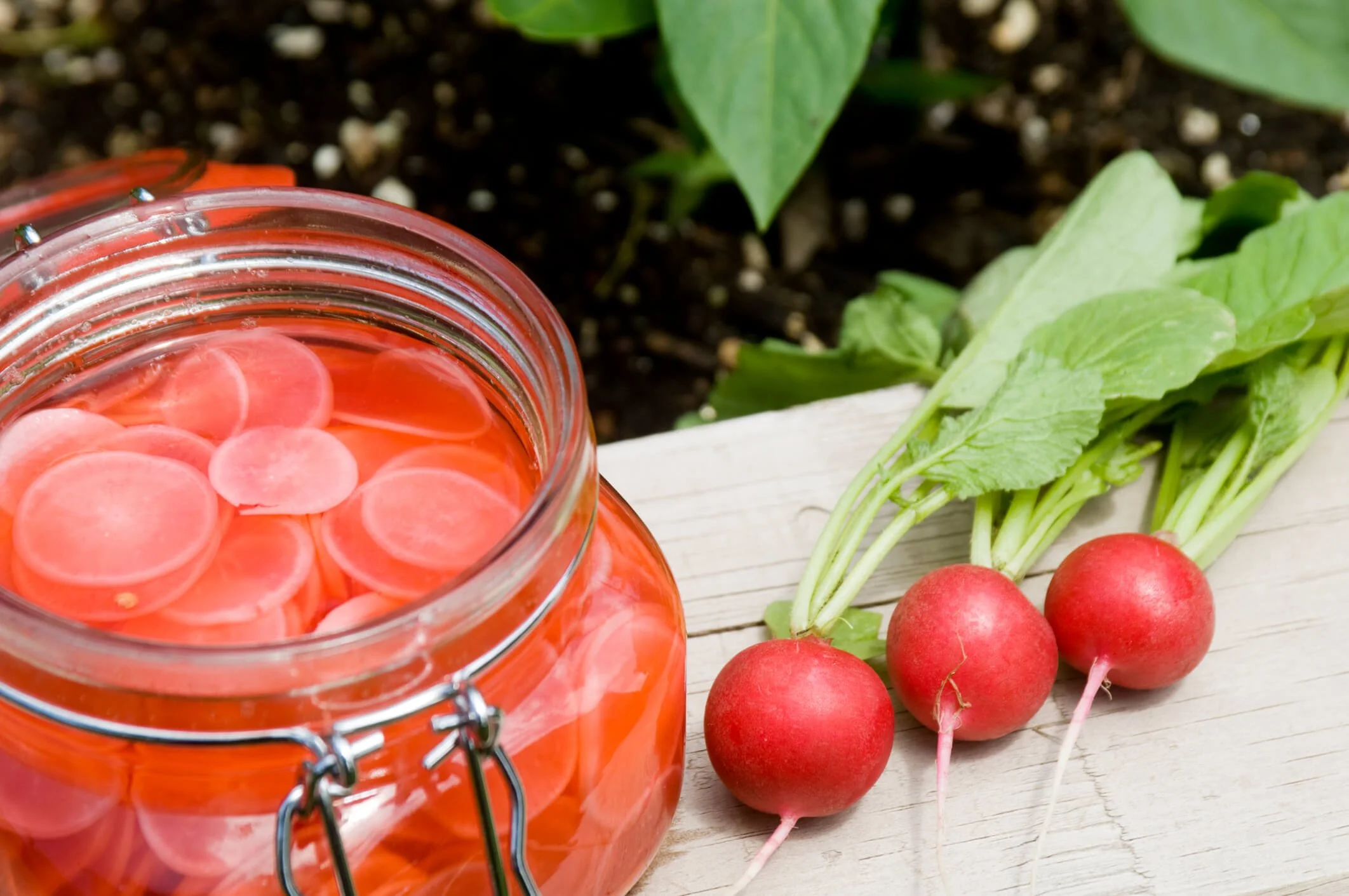 Pickling Radishes