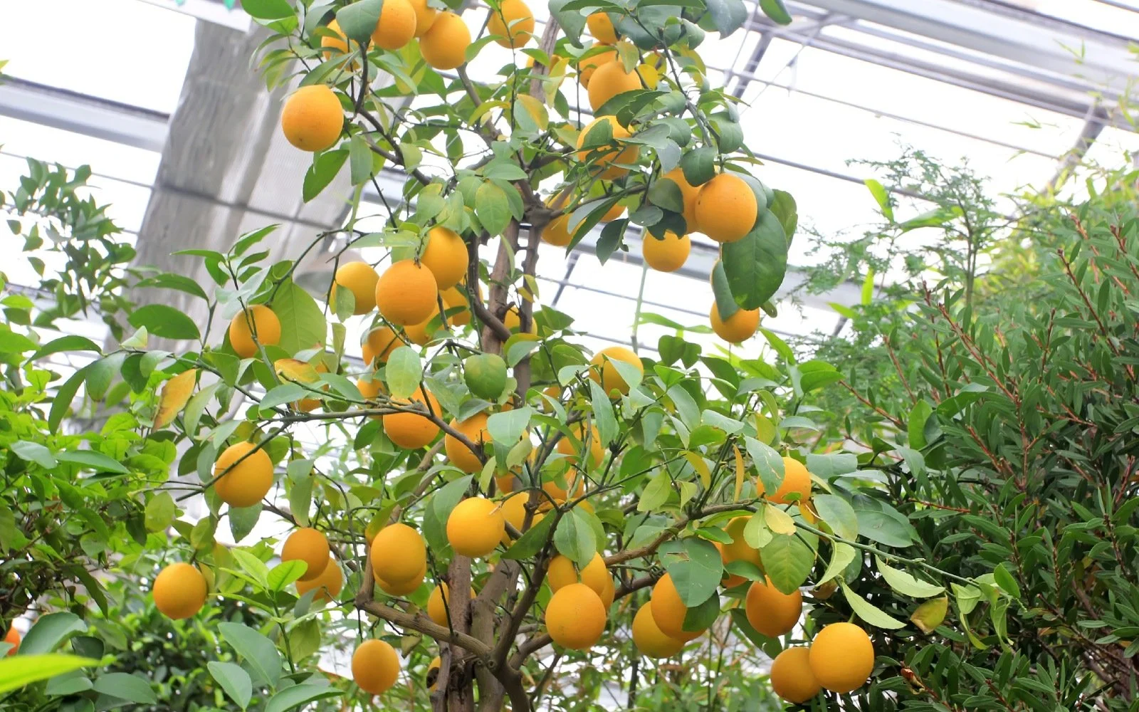 Growing Citrus and Other Fruit Trees in Texas North Texan Agriculturists