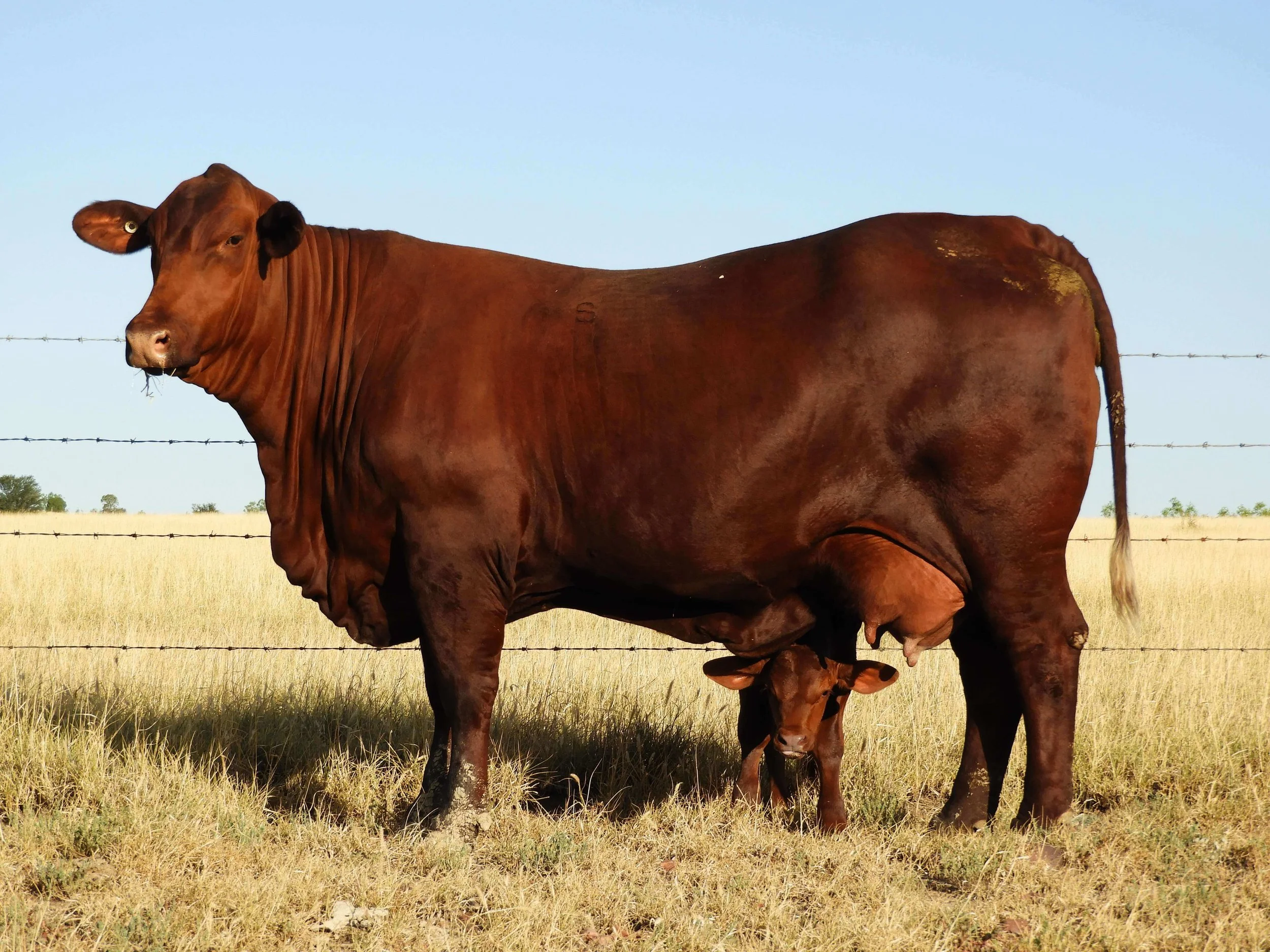 Raising Santa Gertrudis Cattle Tips And Techniques For Success raising-santa-gertrudis-cattle-tips-and-techniques-for-success