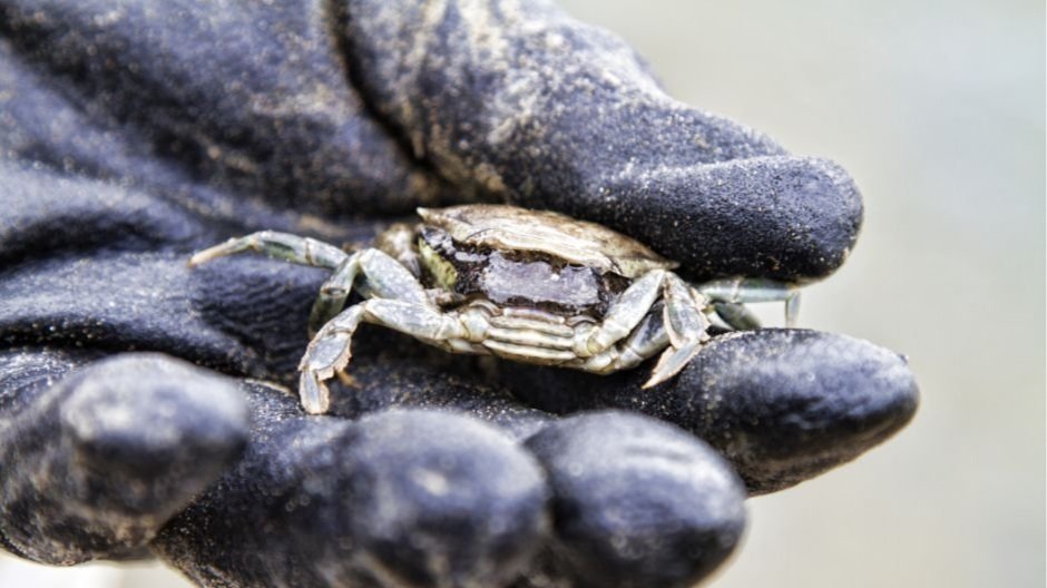 Guide to Crabbing in Texas  Exploring the Lone Star State's Coastal  Habitats