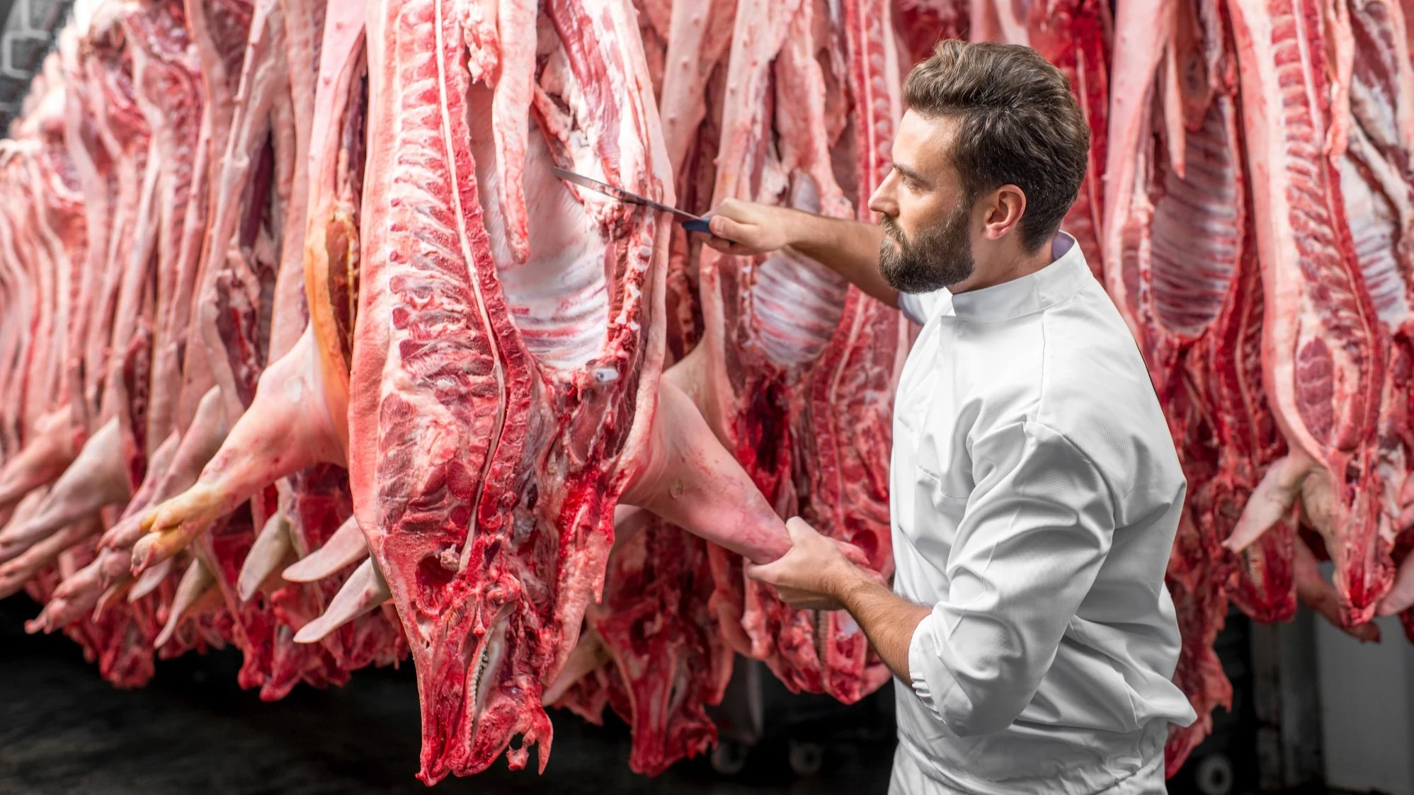 How Much Meat Can One Pig Produce?