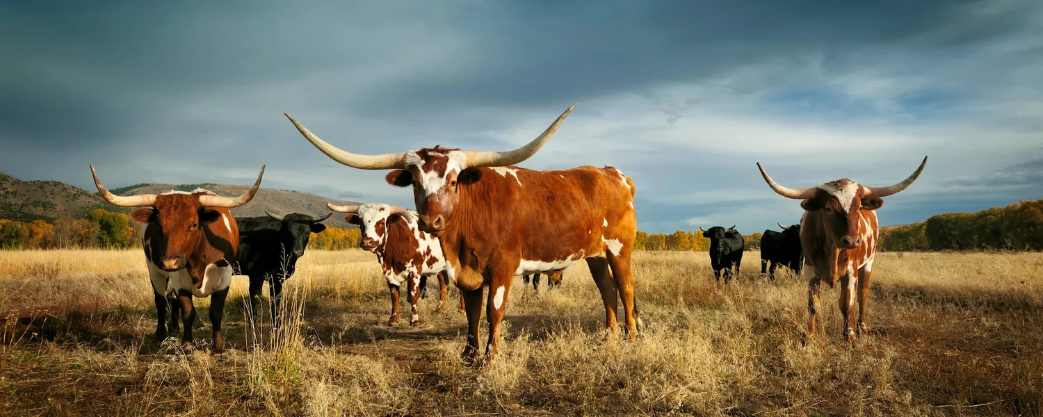 How to Start a Ranch in Texas The Texan Dream