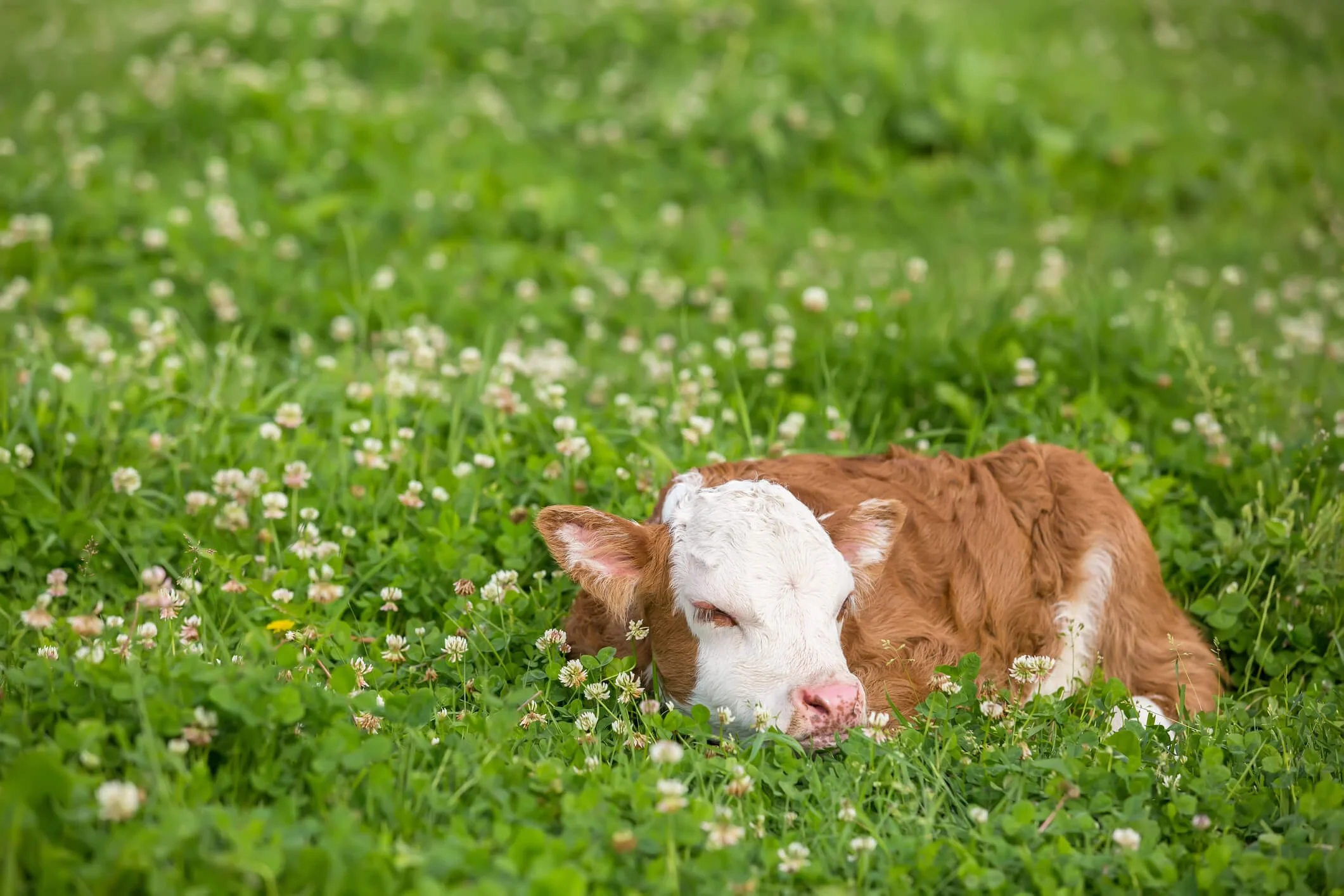 Mini Cooking Cattle Miniature Cattle: Perfect Bovines for Small Farms and Big Hearts!