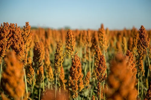 Most Profitable Crops in Texas and Beyond